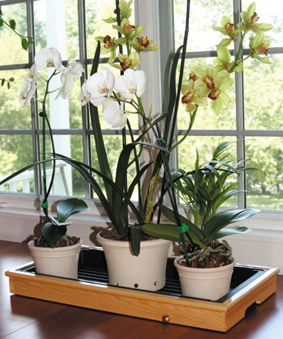 راههای افزایش رطوبت هوا برای گیاهان 